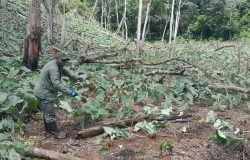 Medio Ambiente detiene a 287 personas en Los Haitises