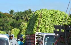 Gobierno compra más de 13 millones de guineos a Adobanano