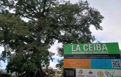 Polémica por nuevo acuerdo de comanejo del Monumento Natural La Ceiba