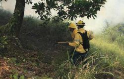 incendio forestal en La Cienaguita, Jarabacoa