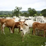 “Vaca lechera en un campo de la República Dominicana como parte del Plan Nacional de Monitoreo de Leche”