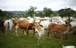 “Vaca lechera en un campo de la República Dominicana como parte del Plan Nacional de Monitoreo de Leche”