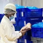 Exportación de carne dominicana a EE. UU.