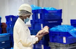 Exportación de carne dominicana a EE. UU.