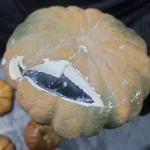 Ocupan 334 paquetes de cocaína en auyamas plásticas en Caucedo