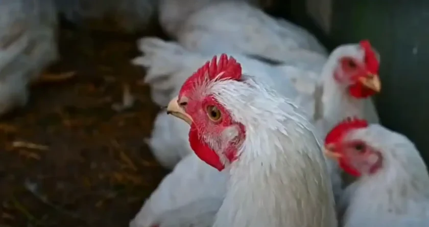 Precio del pollo se dispara: avicultores denuncian abandono del Gobierno