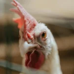 Alza y escasez de pollo es cíclica y transitoria, asegura ministro Limber Cruz