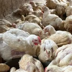 Navidades con récord de precios altos en alimentos básicos y pollo