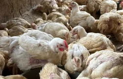 Navidades con récord de precios altos en alimentos básicos