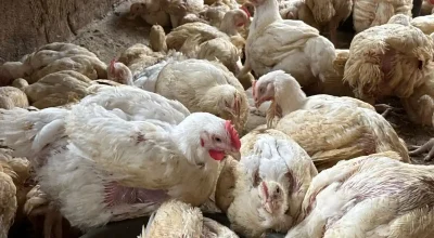 Navidades con récord de precios altos en alimentos básicos y pollo