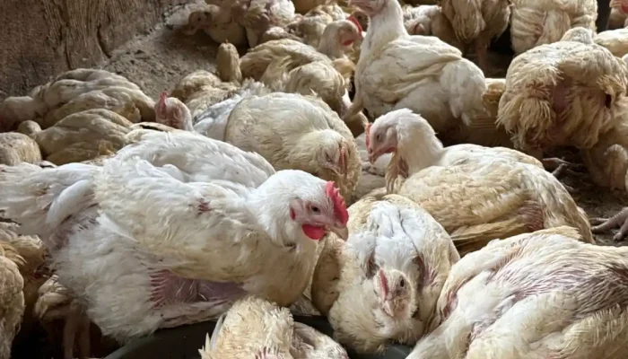 Navidades con récord de precios altos en alimentos básicos