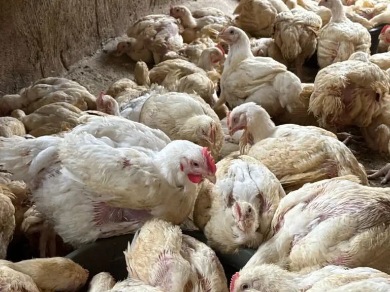 Navidades con récord de precios altos en alimentos básicos y pollo