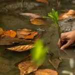 Día Internacional de los Humedales: qué son y por qué protegerlos