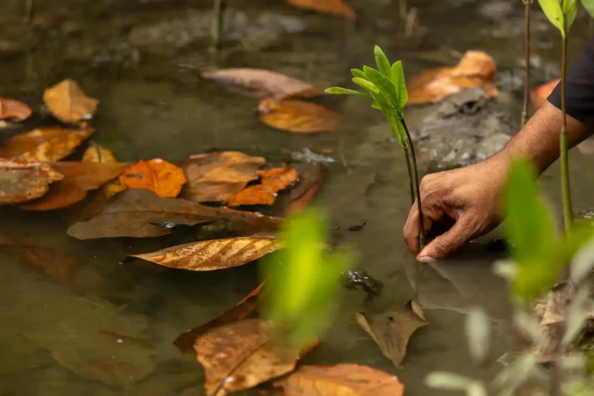 Día Internacional de los Humedales: qué son y por qué protegerlos Día Internacional de los Humedales: qué son y por qué protegerlos