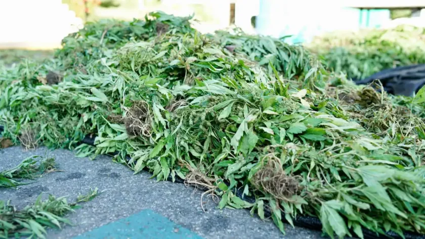 Desmantelan plantación de marihuana en Peravia Desmantelan plantación de marihuana en Peravia