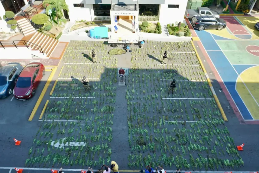 Desmantelan plantación de marihuana en Peravia Desmantelan plantación de marihuana en Peravia