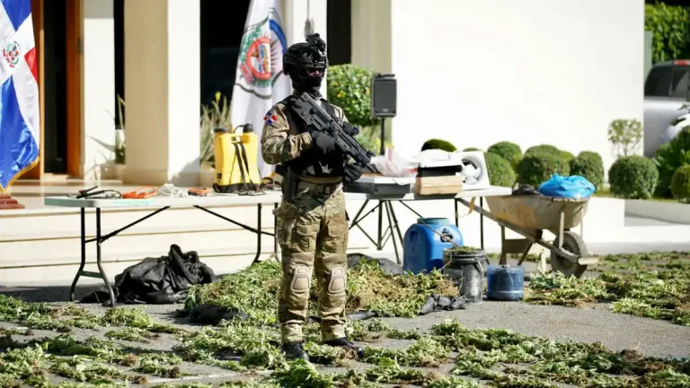 Desmantelan plantación de marihuana en Peravia