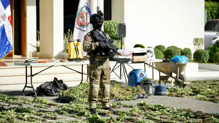 Desmantelan plantación de marihuana en Peravia Desmantelan plantación de marihuana en Peravia