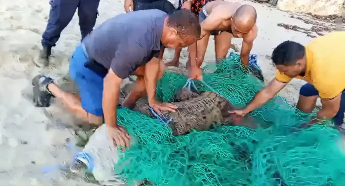 Capturan en Cabarete el cocodrilo que tuvo 5 días libre en Puerto Plata Capturan en Cabarete el cocodrilo que tuvo 5 días libre en Puerto Plata