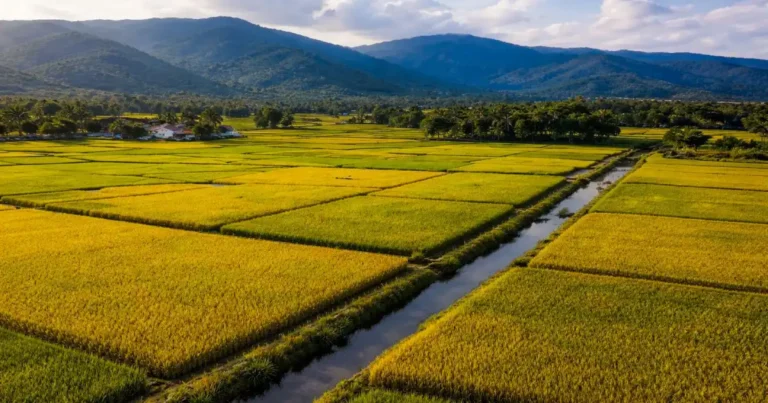 Lanzamiento cosecha arroz 2026, República Dominicana mayor productor del Caribe, Monseñor Nouel