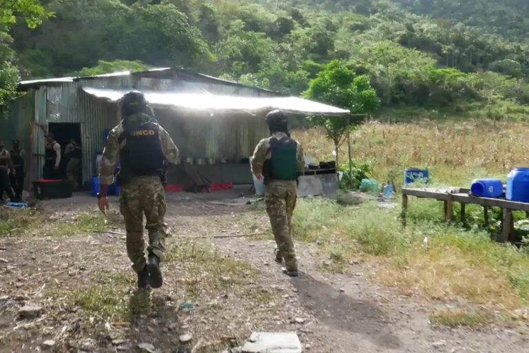 DNCD desmantela cultivo de marihuana en San José de Ocoa DNCD desmantela cultivo de marihuana en San José de Ocoa