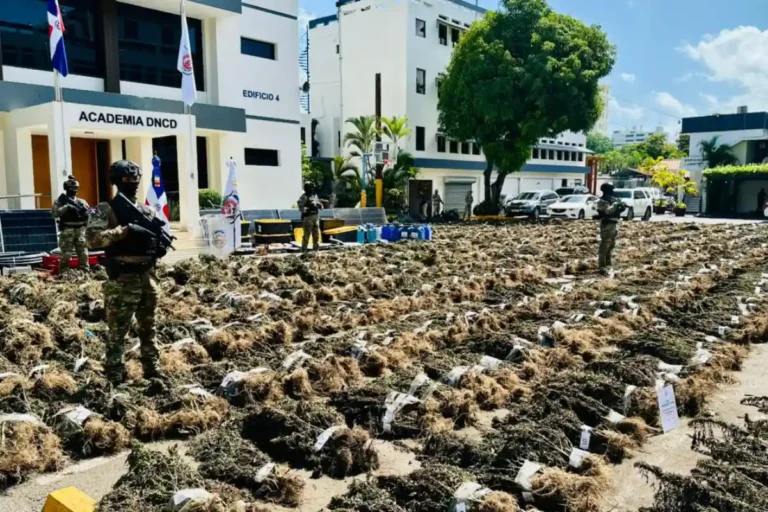 DNCD desmantela siembra histórica de marihuana en Ocoa DNCD desmantela siembra histórica de marihuana en Ocoa