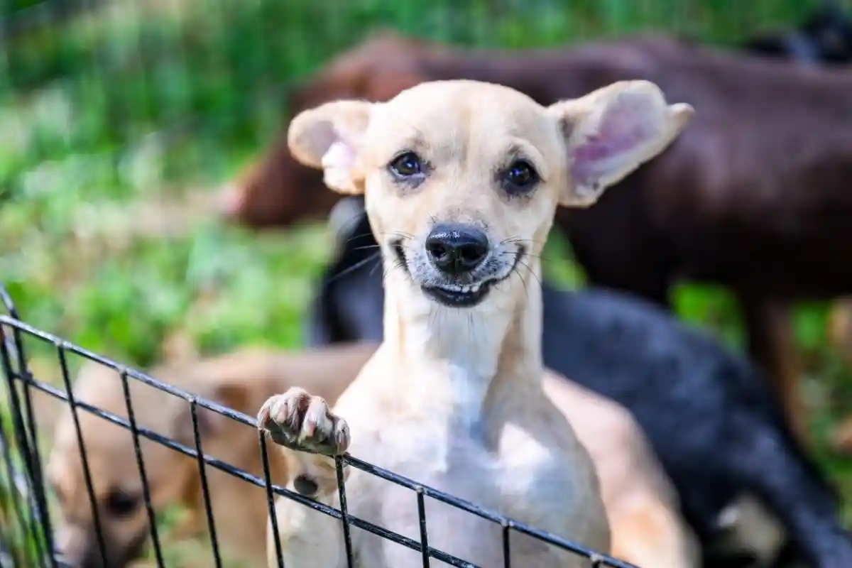 Alcaldía de Santiago ofrece 50 perros en adopción Alcaldía de Santiago ofrece 50 perros en adopción