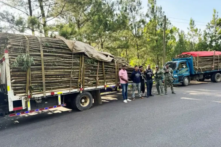 Ejército ocupa 3,000 palos de acacia en Santiago Ejército ocupa 3,000 palos de acacia en Santiago