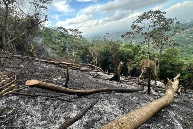 Investigan tala de 200 árboles en Los Cacaos de Tamboril