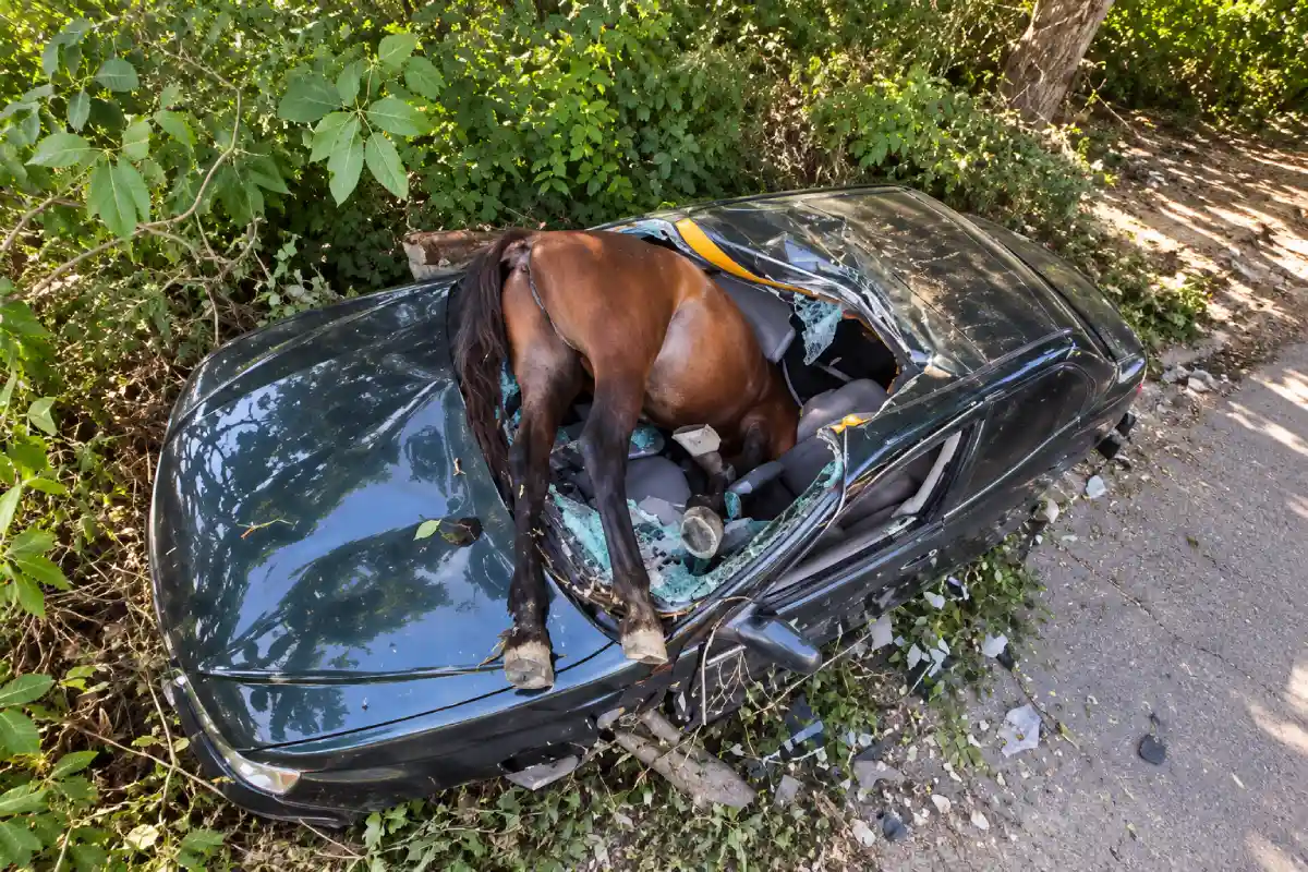 Chofer herido al chocar con caballo en Santiago Chofer herido al chocar con caballo en Santiago